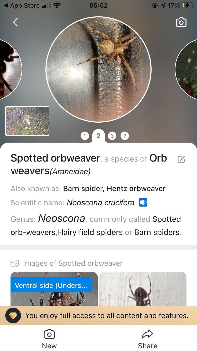 Le 5 migliori app su iPhone per identificare bug e insetti